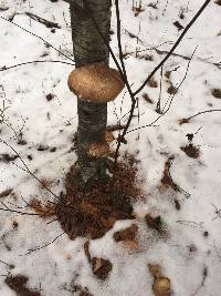 Fomitopsis betulina image