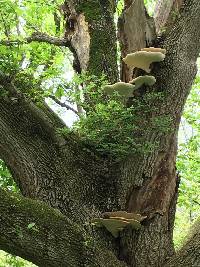 Polyporus squamosus image