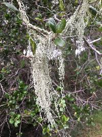 Ramalina menziesii image