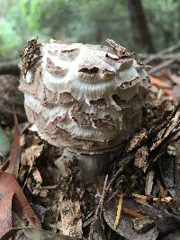 Chlorophyllum brunneum image