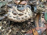 Chlorophyllum brunneum image