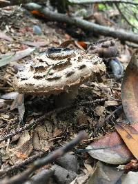 Chlorophyllum brunneum image