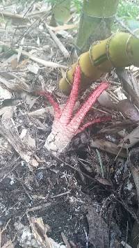 Clathrus archeri image