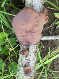 Auricularia americana image