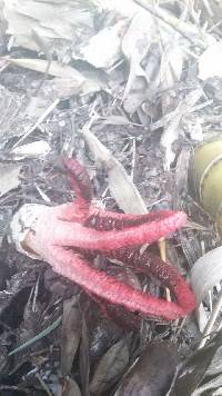 Clathrus archeri image