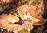 Polyporus squamosus image