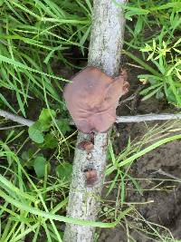 Auricularia americana image