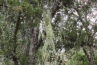 Ramalina menziesii image