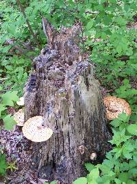 Polyporus squamosus image