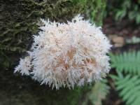 Hericium coralloides image