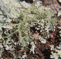 Usnea rubicunda image