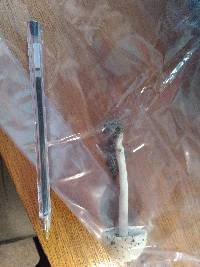 Agrocybe molesta image