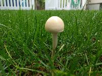 Agrocybe molesta image