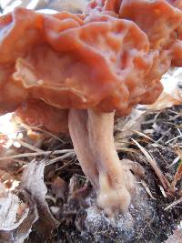 Gyromitra esculenta image