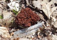 Gyromitra esculenta image