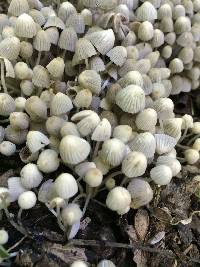 Coprinellus disseminatus image