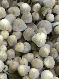 Coprinellus disseminatus image