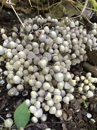 Coprinellus disseminatus image