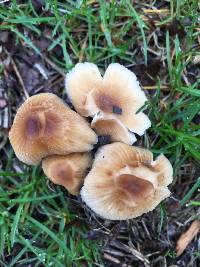 Coprinellus micaceus image