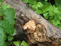 Pleurotus ostreatus image