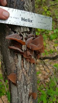 Auricularia auricula-judae image