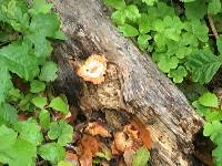Pleurotus ostreatus image
