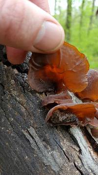 Auricularia auricula-judae image