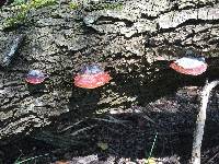 Fomitopsis pinicola image