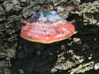 Fomitopsis pinicola image