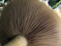 Agrocybe molesta image