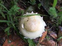 Agrocybe molesta image