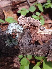 Schizophyllum commune image