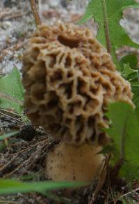 Morchella americana image