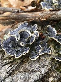 Trametes versicolor image