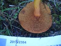 Chalciporus piperatus image