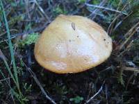 Chalciporus piperatus image