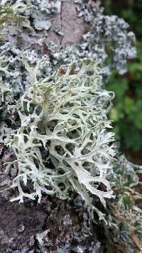 Evernia prunastri image