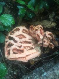 Clathrus ruber image