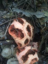 Clathrus ruber image