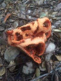 Clathrus ruber image