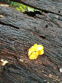 Tremella aurantia image