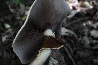 Agrocybe parasitica image