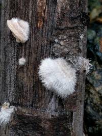 Schizophyllum commune image