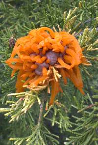 Gymnosporangium juniperi-virginianae image