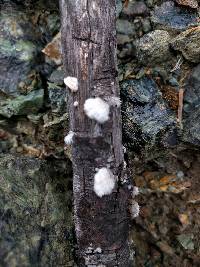 Schizophyllum commune image