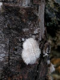 Schizophyllum commune image