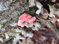 Phlebia incarnata image