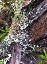 Cladonia macilenta image