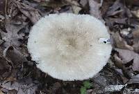 Megacollybia rodmanii image