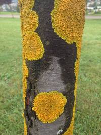 Xanthoria parietina var. parietina image